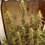FrostybudZGenetics Scoopski Night owl