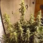 FrostybudZGenetics Scoopski Night owl