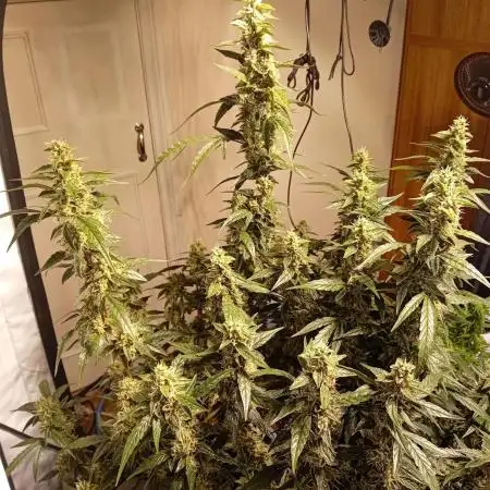 FrostybudZGenetics Scoopski Night owl