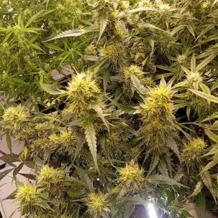 FrostybudZGenetics QueensBanner Nightowl