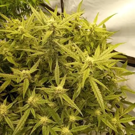 FrostybudZGenetics Wedding Cheesecake