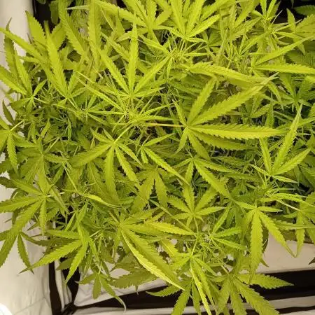FrostybudZGenetics Wedding Cheesecake