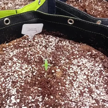 FrostybudZGenetics Deja Blue Night owl