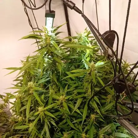 FrostybudZGenetics Gelato Fastbuds