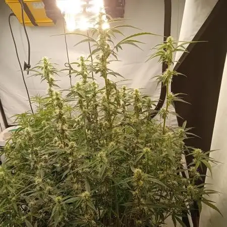 FrostybudZGenetics Scoopski Night owl