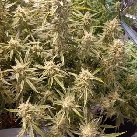 FrostybudZGenetics All GAS OG Humdbolt