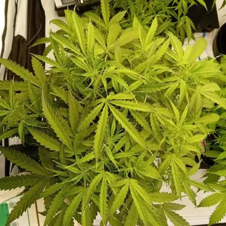 FrostybudZGenetics Scoopski Night owl