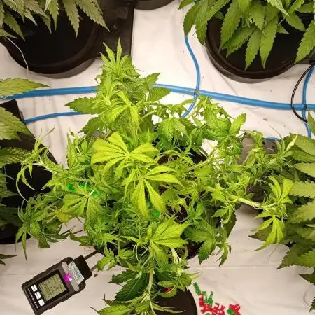 FrostybudZGenetics Sourdelica Night owl
