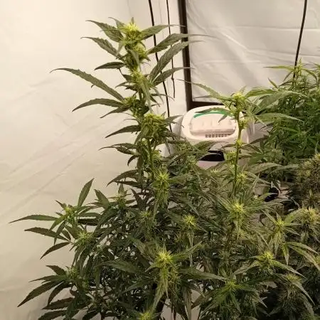 FrostybudZGenetics Deja Blue Night owl