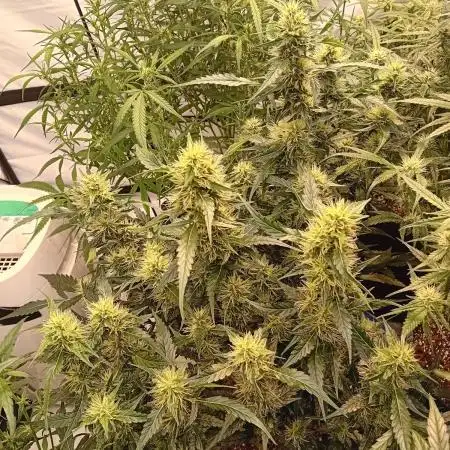 FrostybudZGenetics QueensBanner Nightowl