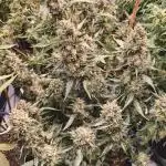 FrostybudZGenetics QueensBanner Nightowl