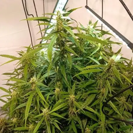 FrostybudZGenetics Gelato Fastbuds