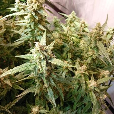 FrostybudZGenetics Wedding Cheesecake