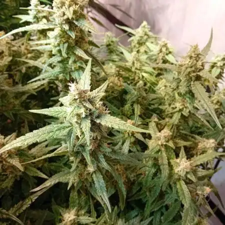 FrostybudZGenetics Wedding Cheesecake