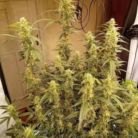 FrostybudZGenetics Scoopski Night owl