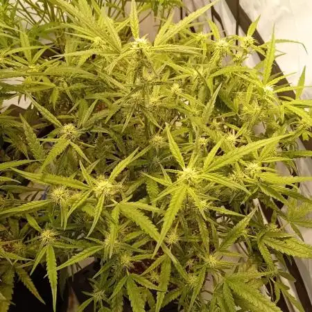 FrostybudZGenetics Wedding Cheesecake