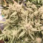 FrostybudZGenetics Wedding Cheesecake