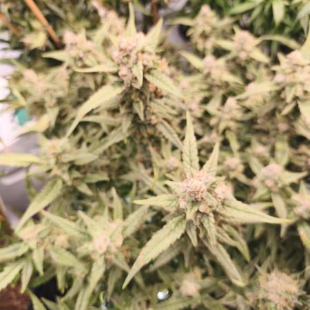 FrostybudZGenetics Wedding Cheesecake
