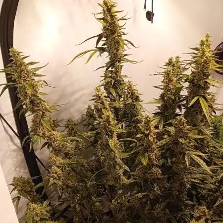 FrostybudZGenetics Scoopski Night owl