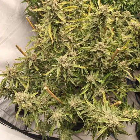 FrostybudZGenetics All GAS OG Humdbolt