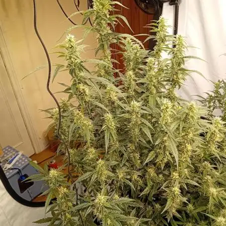 FrostybudZGenetics Scoopski Night owl