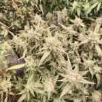 FrostybudZGenetics Wedding Cheesecake