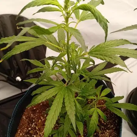 FrostybudZGenetics Deja Blue Night owl