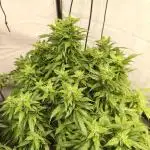 FrostybudZGenetics Sourdelica Night owl