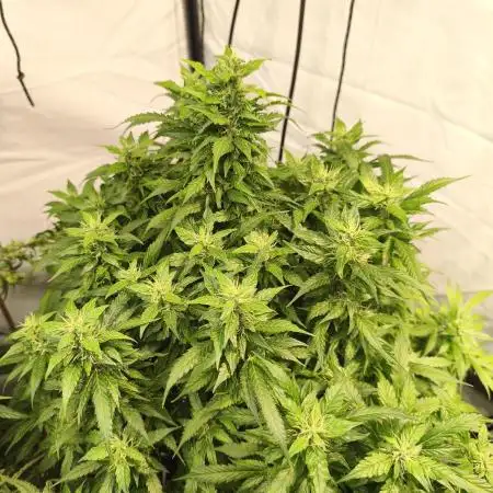FrostybudZGenetics Sourdelica Night owl