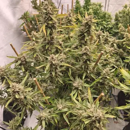 FrostybudZGenetics All GAS OG Humdbolt