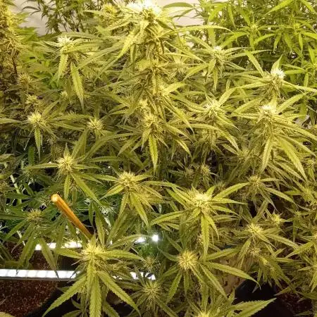 FrostybudZGenetics All GAS OG Humdbolt