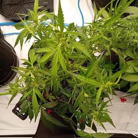 FrostybudZGenetics QueensBanner Nightowl