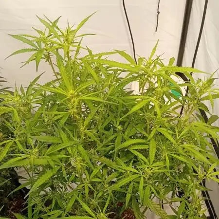 FrostybudZGenetics Gelato Fastbuds