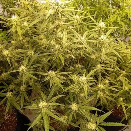 FrostybudZGenetics All GAS OG Humdbolt