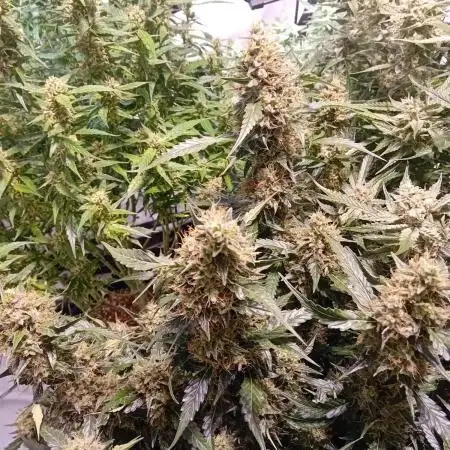 FrostybudZGenetics QueensBanner Nightowl