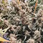 FrostybudZGenetics QueensBanner Nightowl