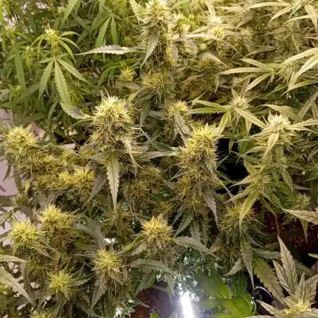 FrostybudZGenetics QueensBanner Nightowl