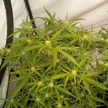 FrostybudZGenetics Wedding Cheesecake