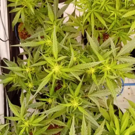 FrostybudZGenetics QueensBanner Nightowl