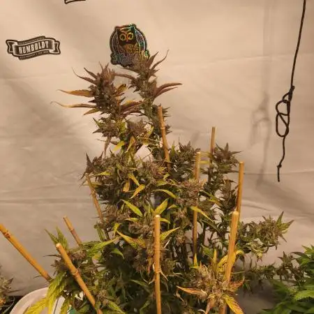 FrostybudZGenetics Deja Blue Night owl