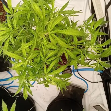 FrostybudZGenetics Gelato Fastbuds
