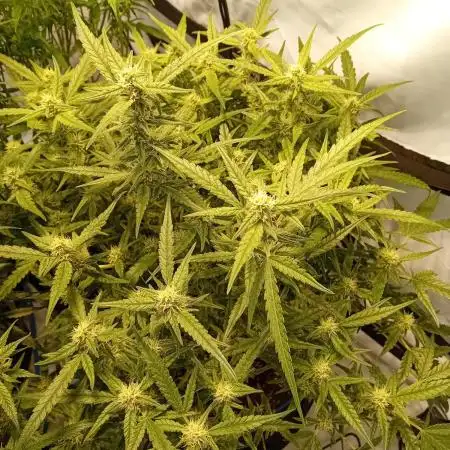 FrostybudZGenetics Wedding Cheesecake