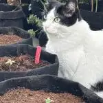 Murumuru afrogrow