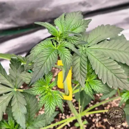 TROPICAL 10 PLANT RUN