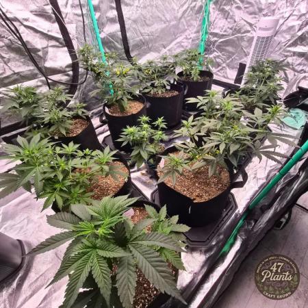 TROPICAL 10 PLANT RUN