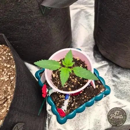 TROPICAL 10 PLANT RUN