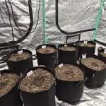 TROPICAL 10 PLANT RUN