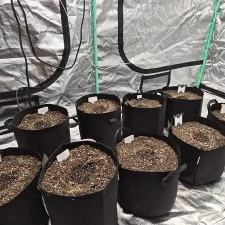 TROPICAL 10 PLANT RUN