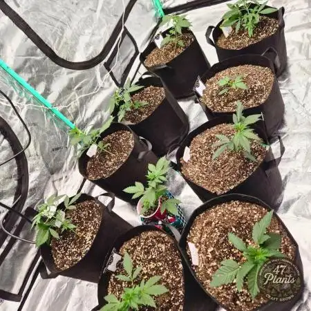 TROPICAL 10 PLANT RUN
