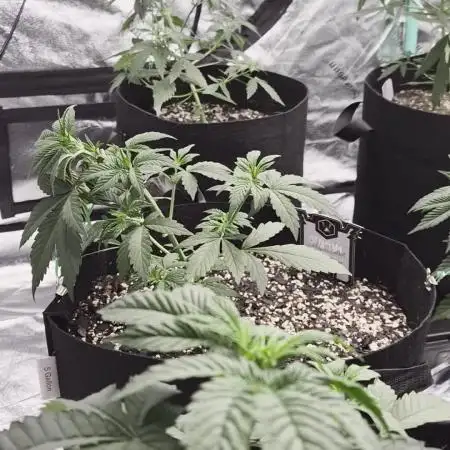 TROPICAL 10 PLANT RUN